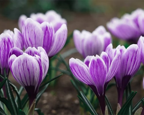 ۱۱ فواید چشمگیر زعفران برای سلامتی